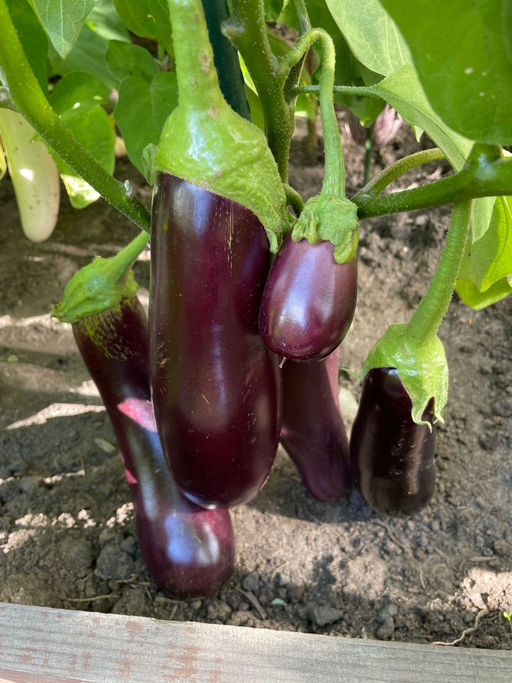 Баклажан ЛИРИКА  Жаростойкий! Без шипов! Устойчив к паутинному клещу! - Уральский дачник фото 4