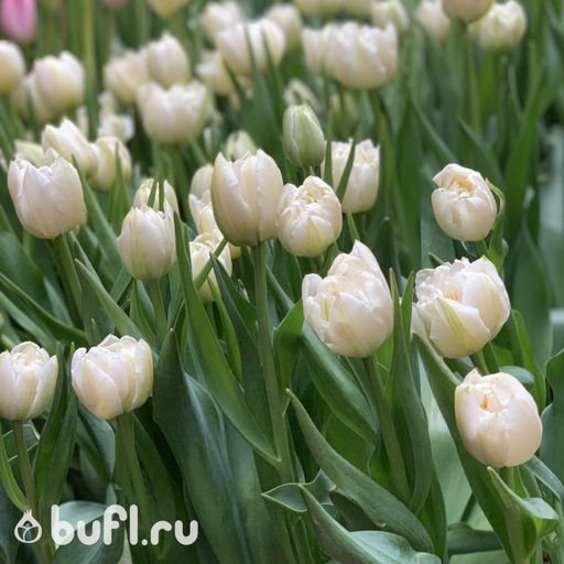 Тюльпан Northcap (5 луковиц) - Bufl фото 3