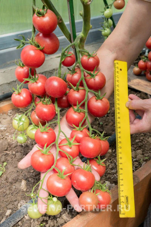 Томат Черри Литл Пинки - Партнер фото 7