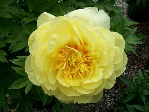 Пион Bartzella (Барцелла) - Долина роз фото 2