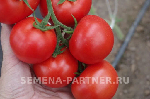 Томат Барика - Партнер фото 6
