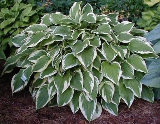 ХОСТА Антиох Разбор 1 n Кол-во упак., шт 2