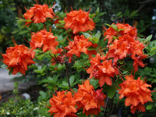 Азалия крупноцветковая Feuerwerk (Фейерверк) - Долина роз фото 2