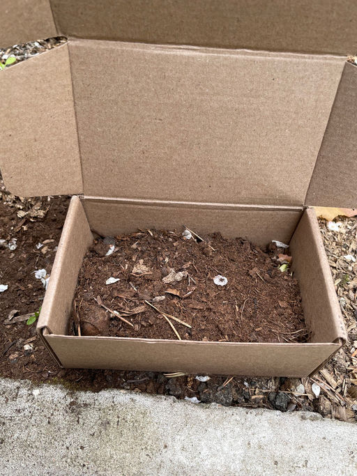 Лиатрис колосковидный (Spicata)