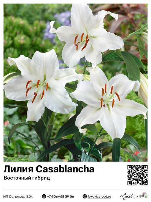 Лилия Casablancha (Восточный ориентальный гибрид)