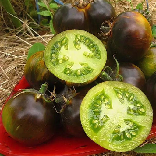 7072T Томат Сине-зеленая зебра 10шт