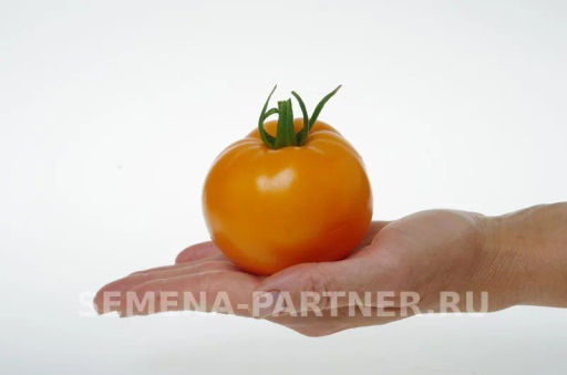 Томат Сувенир - Партнер фото 4