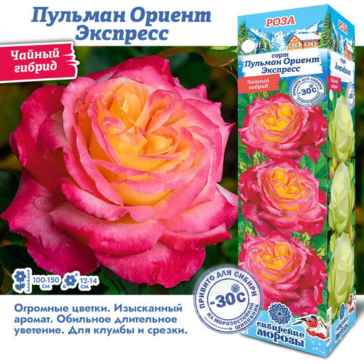 Роза Пульман Ориент Экспресс (Чайно-гибридная) 1шт