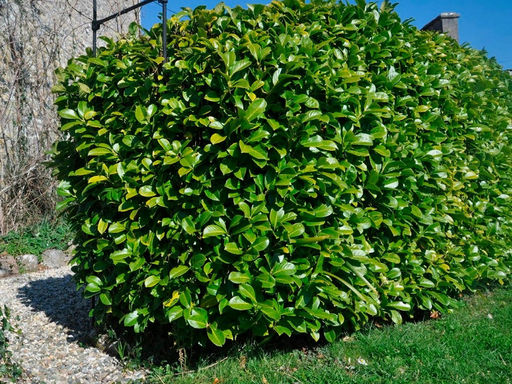 Лавровишня обыкновенная кавказская - Долина роз фото 6