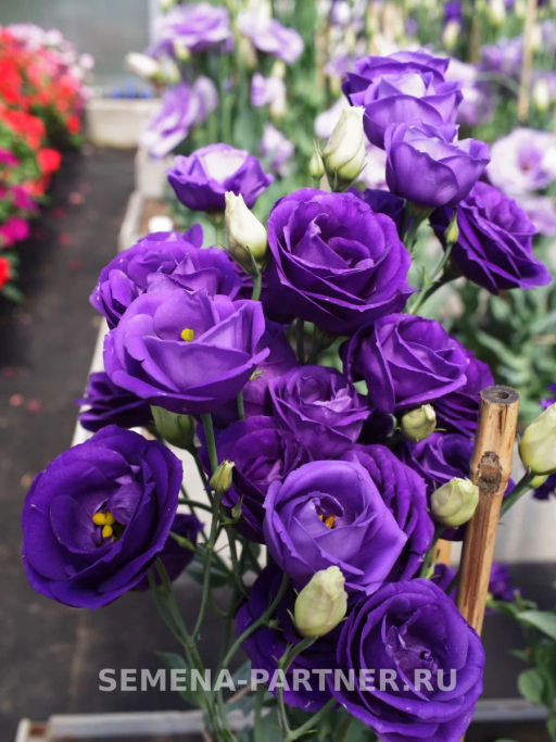 Эустома срезочная махровая сиреневая Принцесса Эльза - Партнер фото 6