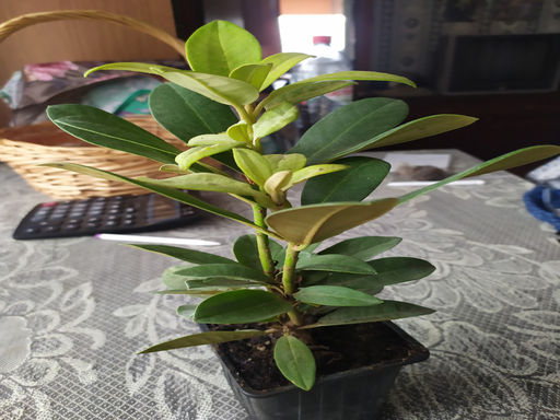 Рододендрон Фантастика