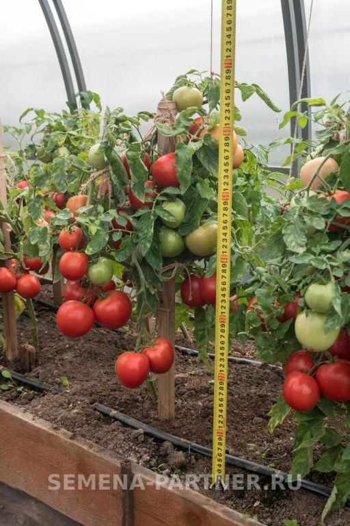 Томат Верочка - Партнер фото 7