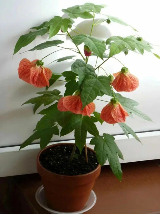 Абутилон (комнатный клён, цветы оранжевые)