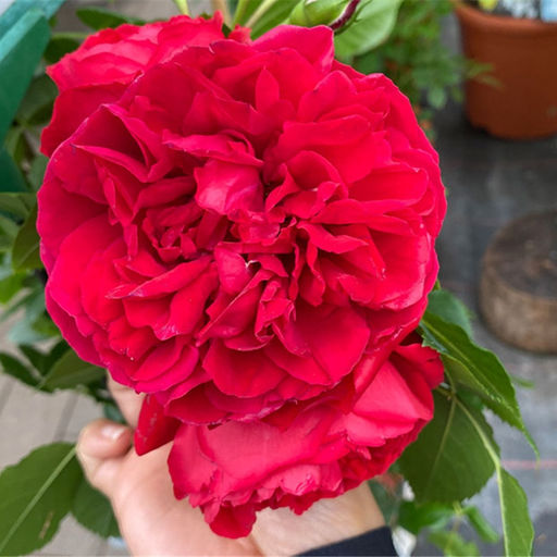 Роза Флорентина