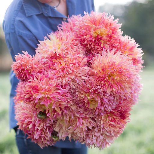 Георгина Myrtles Folly (Фимбриата) - Голландские луковицы фото 2