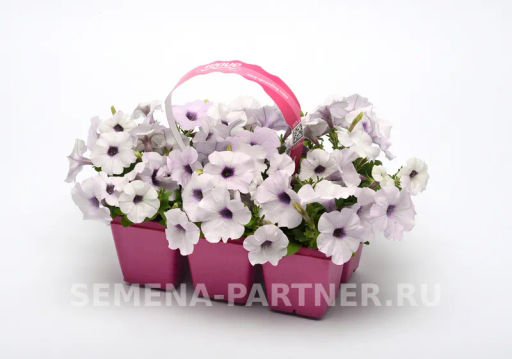 Петуния Изи Вэйв Сильвер каскадно-ампельная белая - Партнер фото 8