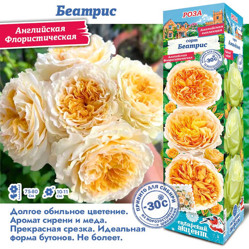 Роза Беатрис (Английская) 1шт