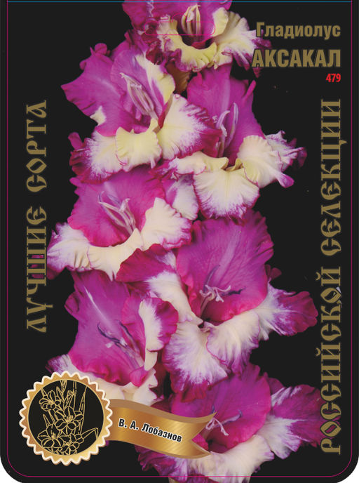 Гладиолус Аксакал 477,Маркявичюс 1 р-р 7шт (Ф)