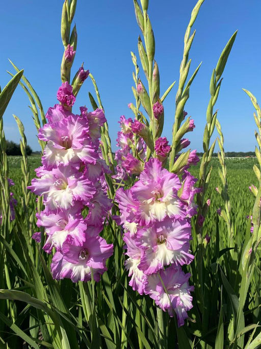 ГЛАДИОЛУС Сера Корфинио Разбор 10/12 Кол-во упак., шт 10