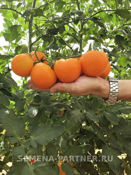 Томат Анвар - Партнер фото 3