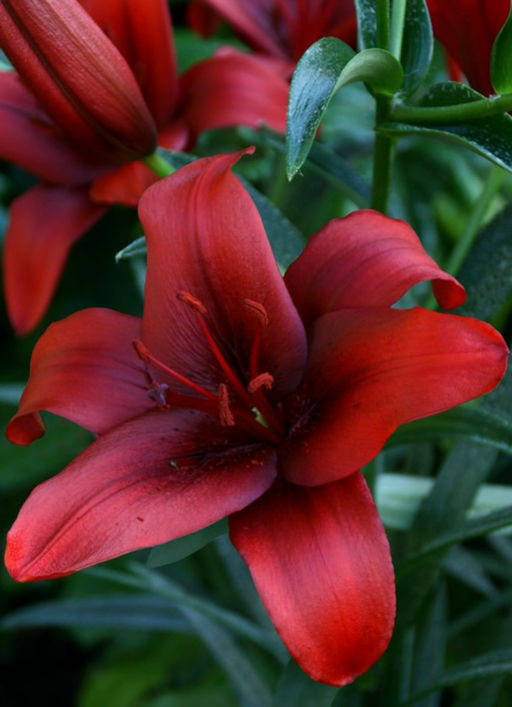 ЛИЛИЯ Рапид Рэд Разбор 12/14 Кол-во упак., шт 5