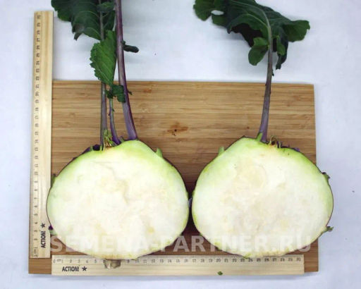 Капуста кольраби Виолета - Партнер фото 6