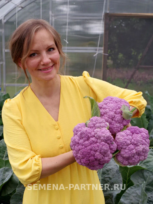 Капуста цветная Деперпл (фиолетовый) - Партнер фото 2