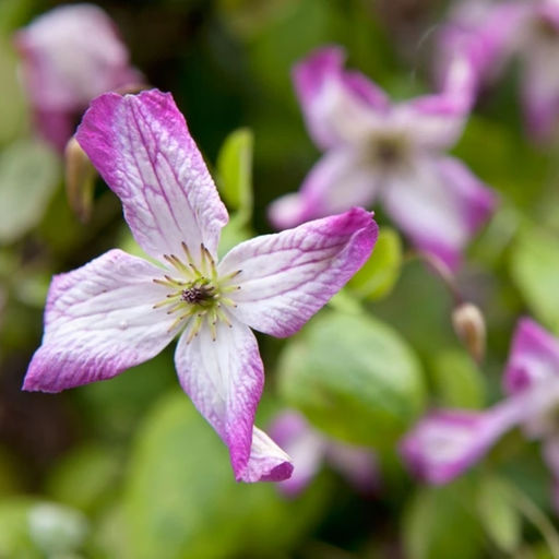 Клематис Минуэт - Долина роз фото 3