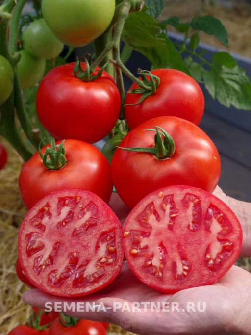 Томат Колорит - Партнер фото 5