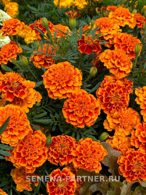 Бархатцы отклоненные Бонанза Флэйм - Партнер фото 3