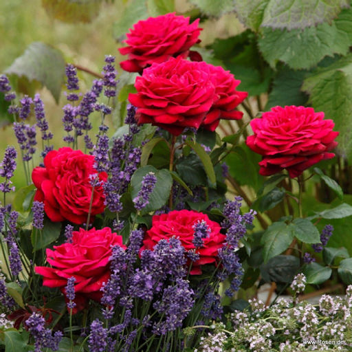 R137 ГРАФИНЯ ДИАНА