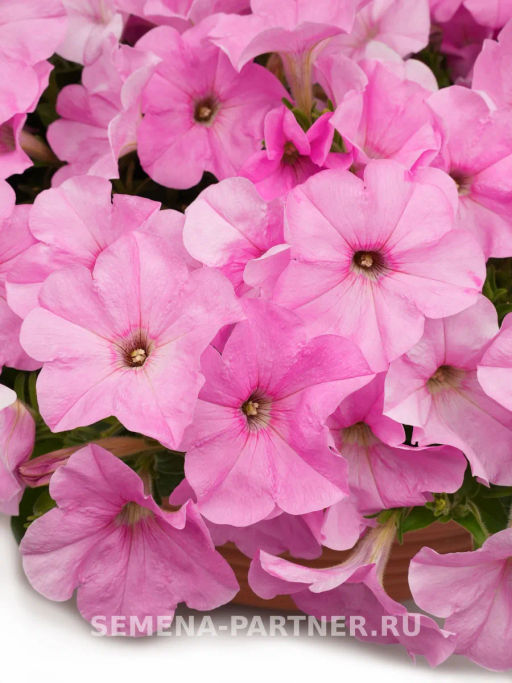 Петуния Зацветёт Short Пинки Милки многоцветковая каскадная - Партнер фото 4