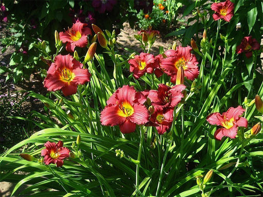 Лилейник Пардон Ми - Долина роз фото 2