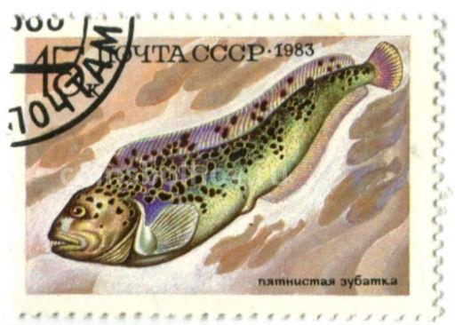 Марка Пятнистая зубатка 1983 год