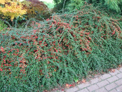 Кизильник Корал Бьюти - Долина роз фото 2