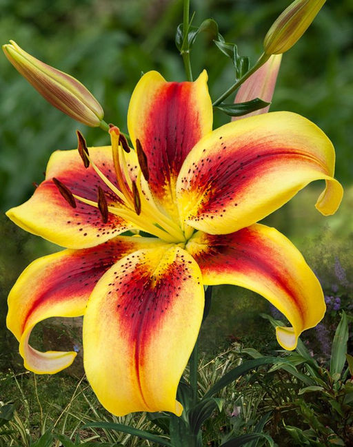 ЛИЛИЯ Вива Ла Вида Разбор 12/14 Кол-во упак., шт 5