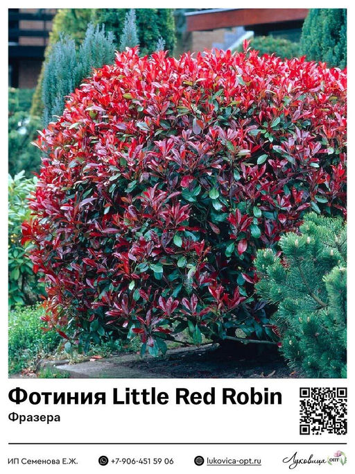 Фотиния Фразера Little Red Robin (Литл Ред Робин)