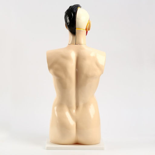 Анатомическая модель «Макет торса человека», 80 см