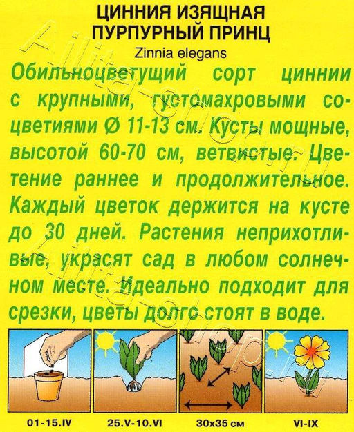 Цинния Пурпурный принц 0,3г (Аэлита)