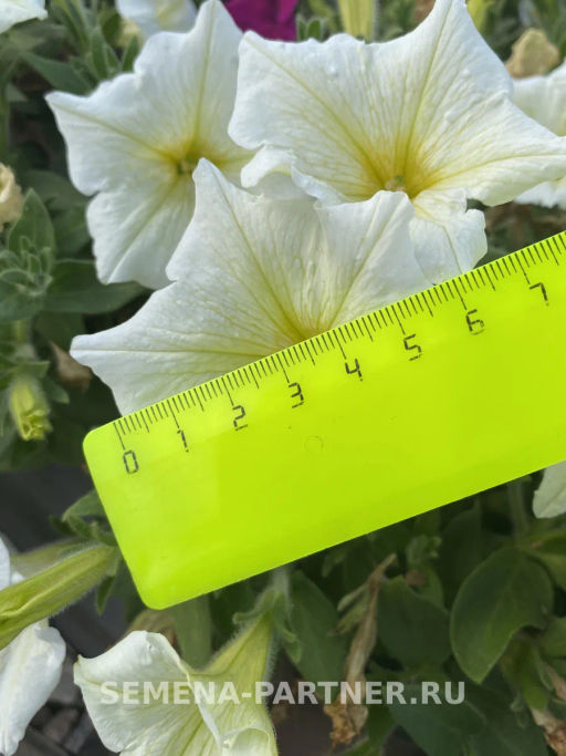 Петуния Лулу Лаймлайт каскадная лимонная - Партнер фото 7