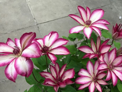 Клематис Пикоти - Долина роз фото 2