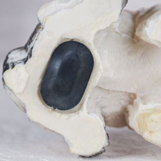 Копилка Собачка 15 см / CW421-28 /уп 60/ - Галеонтрейд фото 12