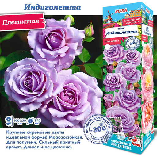 Роза Индиголетта (Плетистая) 1шт