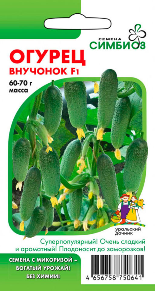 Огурец ВНУЧОНОК F1  Очень сладкий и ароматный, без горечи! До 30 кг/м! Плодоносит до заморозков! - Уральский дачник фото 3