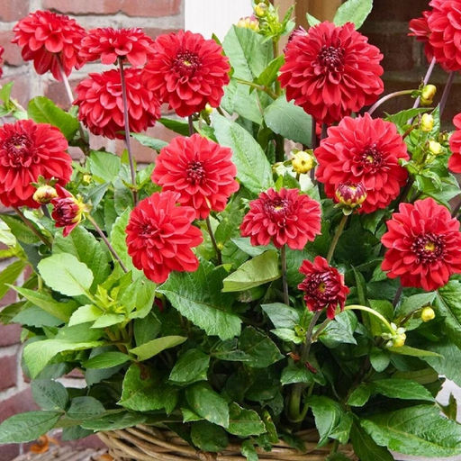 Георгина Мелоди Мамбо бордюрная - Долина роз фото 3