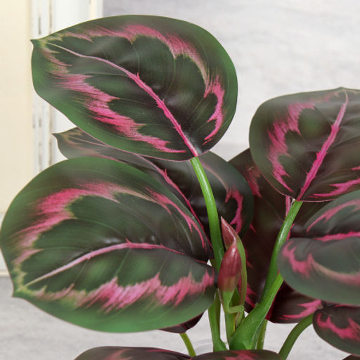 Цветочная композиция Калатея 27 см / SL-6 /уп 48/ - Галеонтрейд фото 10