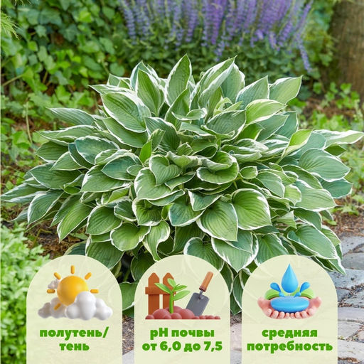 Хоста Франсе - Долина роз фото 2