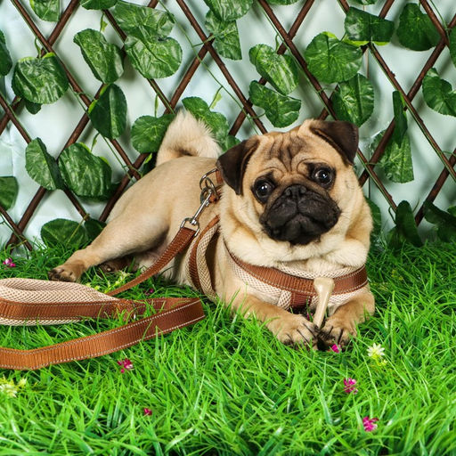 Комплект амуниции светоотражающий с мягкими шлейкой и ручкой, поводок 120 х 2 см, ОШ 46-69 см, корич - Пижон фото 8