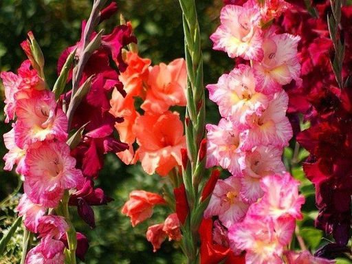 Гладиолусы Рубиновый закат (микс 10 шт) - Долина роз фото 2