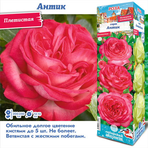 Роза Антик (Плетистая) 1шт